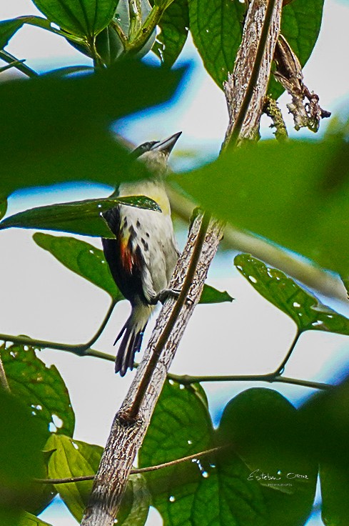 Ak Tepeli Kara Barbet - ML620805116