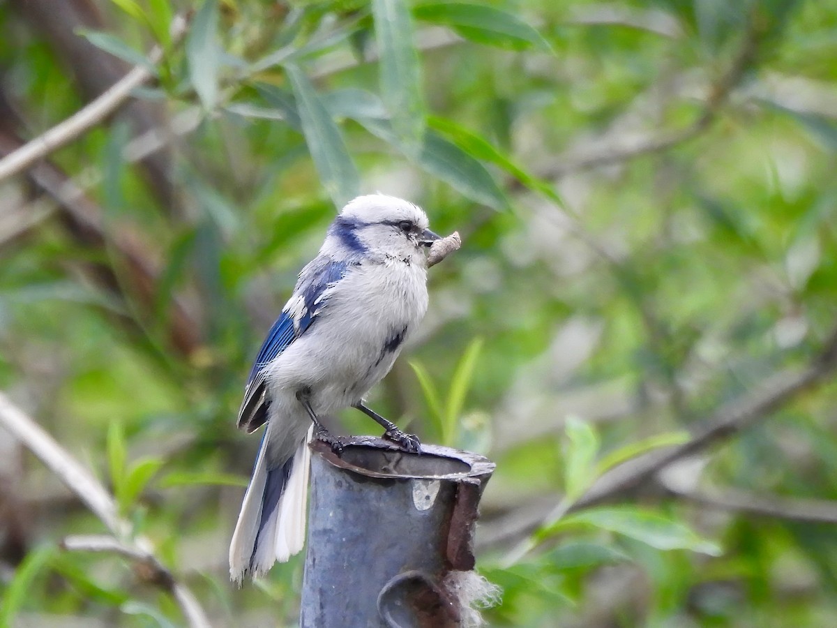 Azure Tit - ML620805123