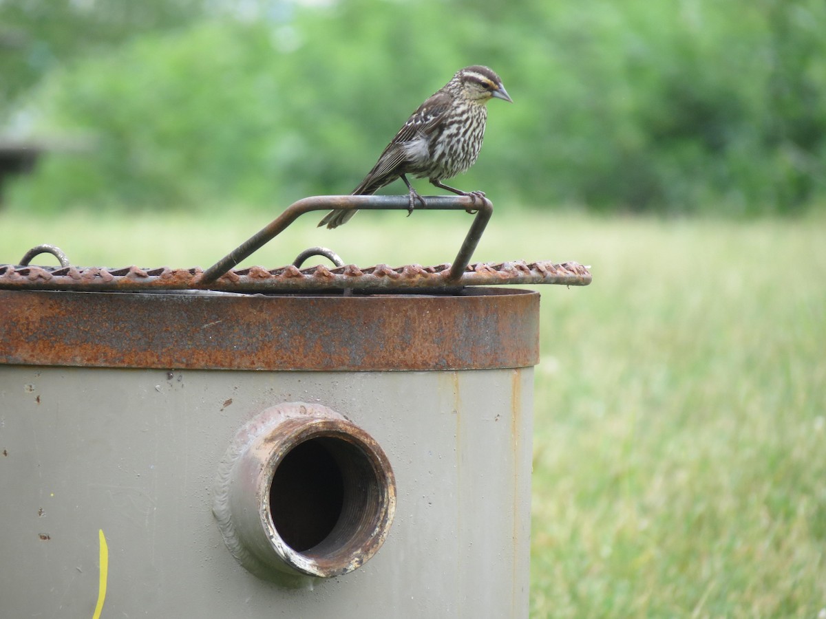 Red-winged Blackbird - ML620805124