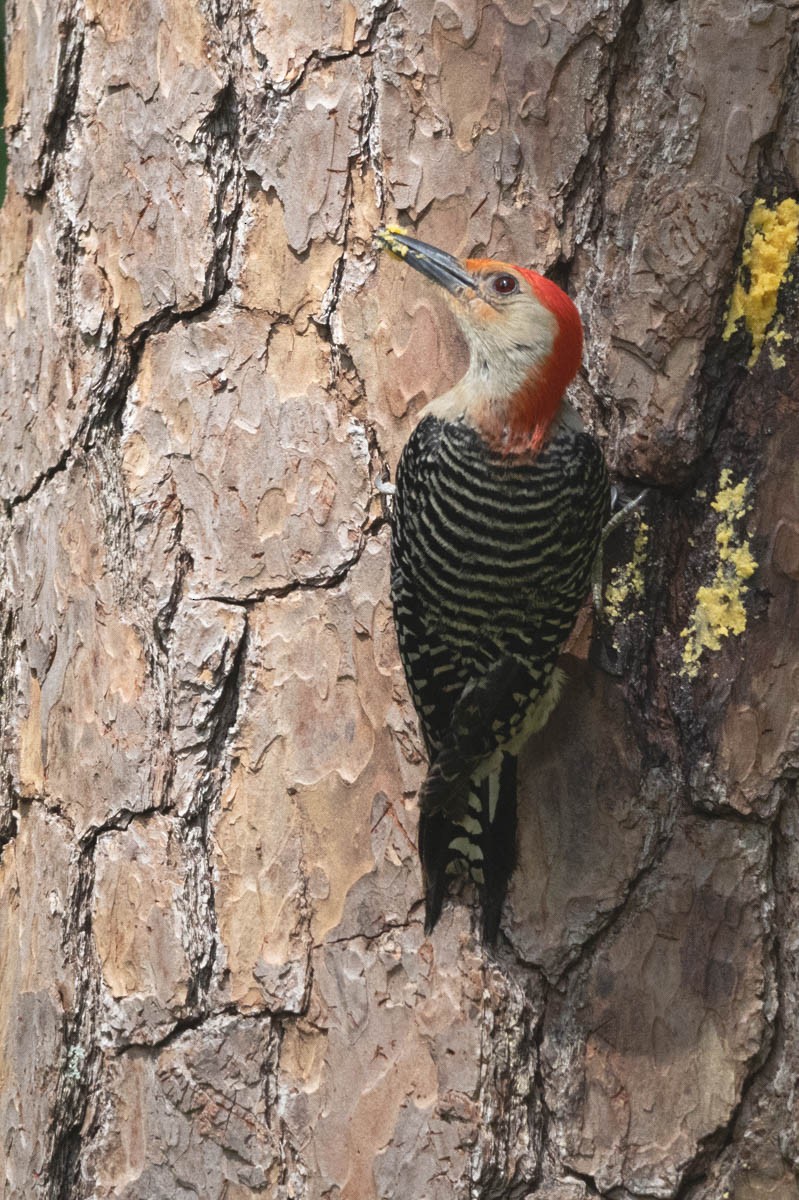 Red-bellied Woodpecker - ML620805125