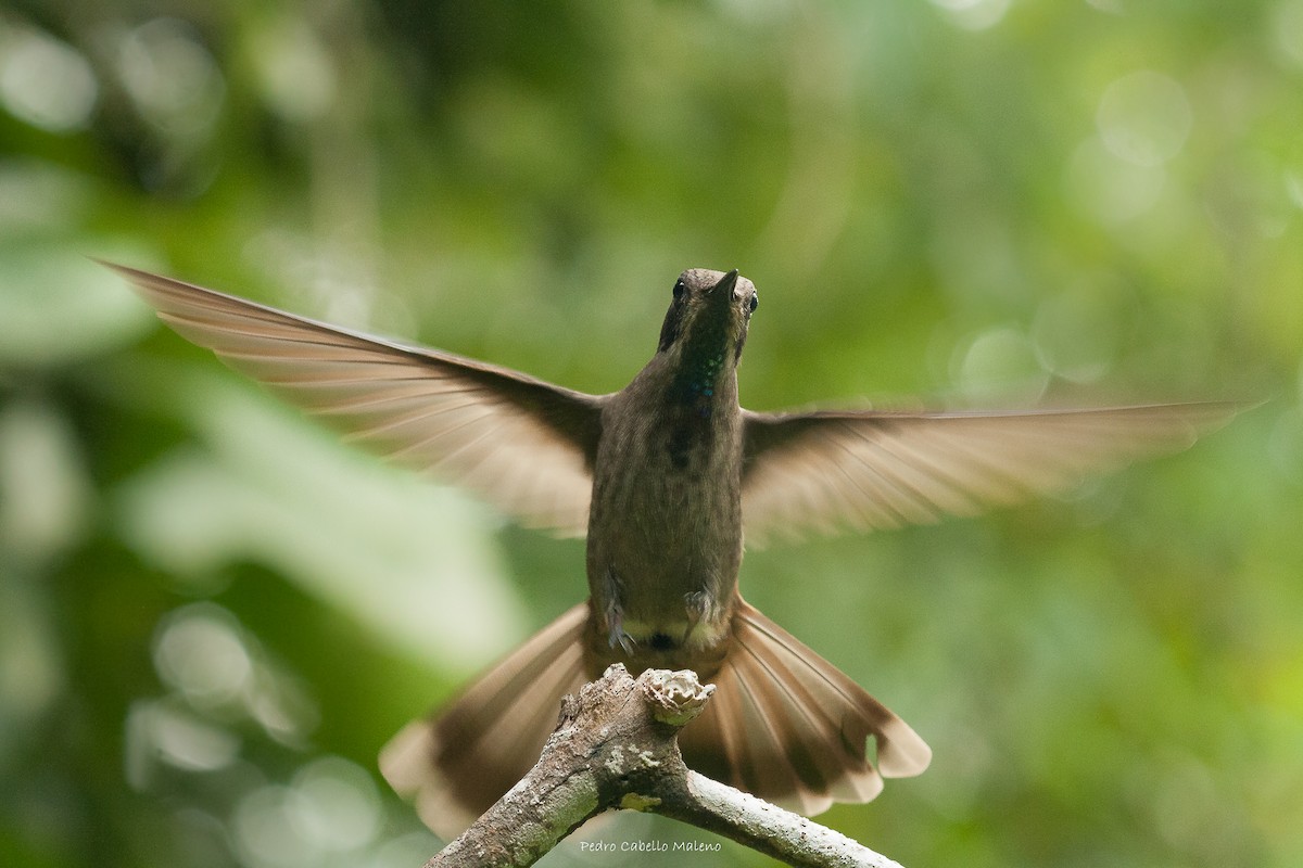 Brown Violetear - Pedro Cabello Maleno