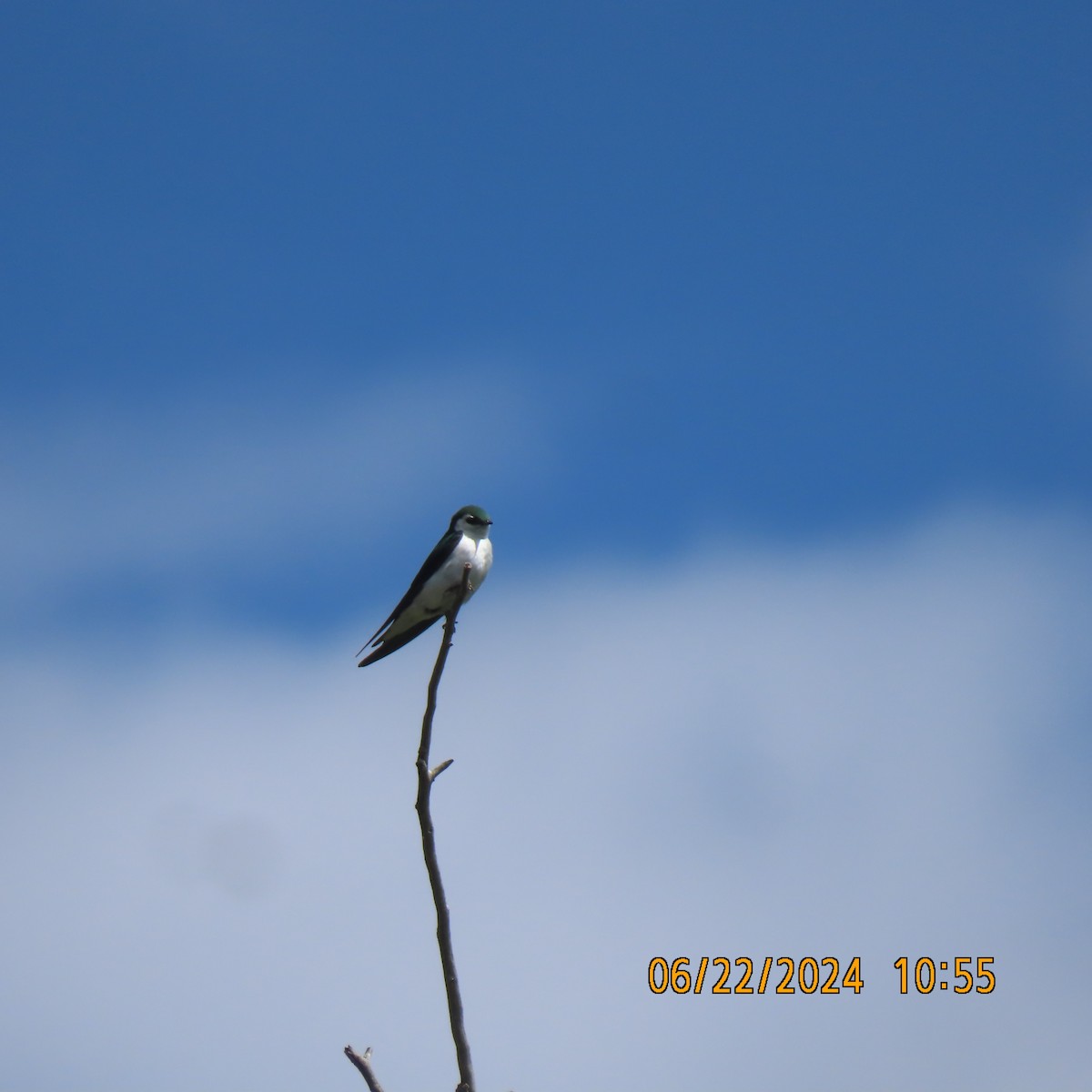 Violet-green Swallow - ML620805128