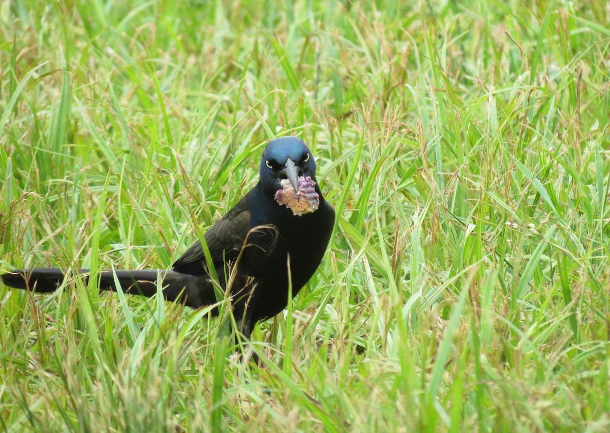 Common Grackle - ML620805129