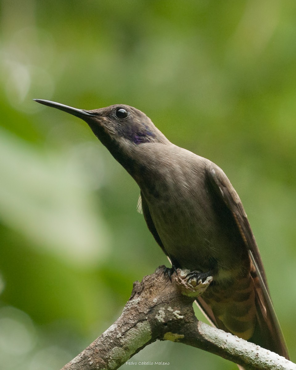 Brown Violetear - ML620805130