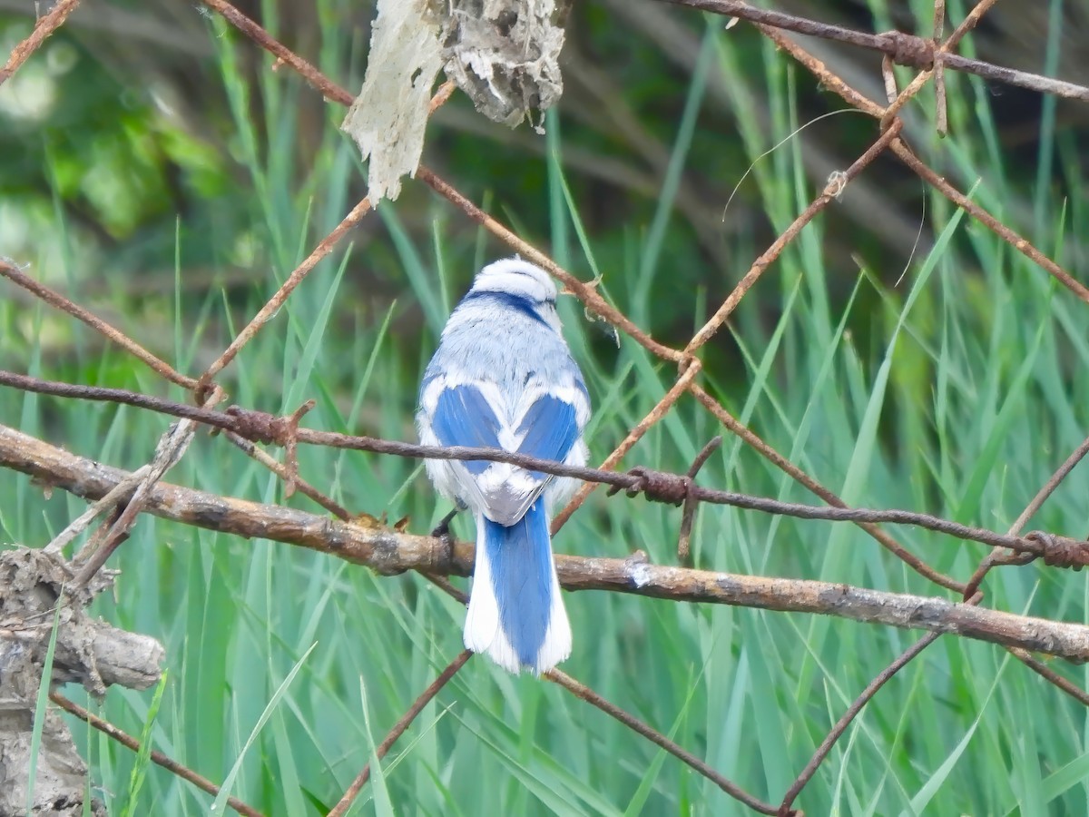 Azure Tit - ML620805131