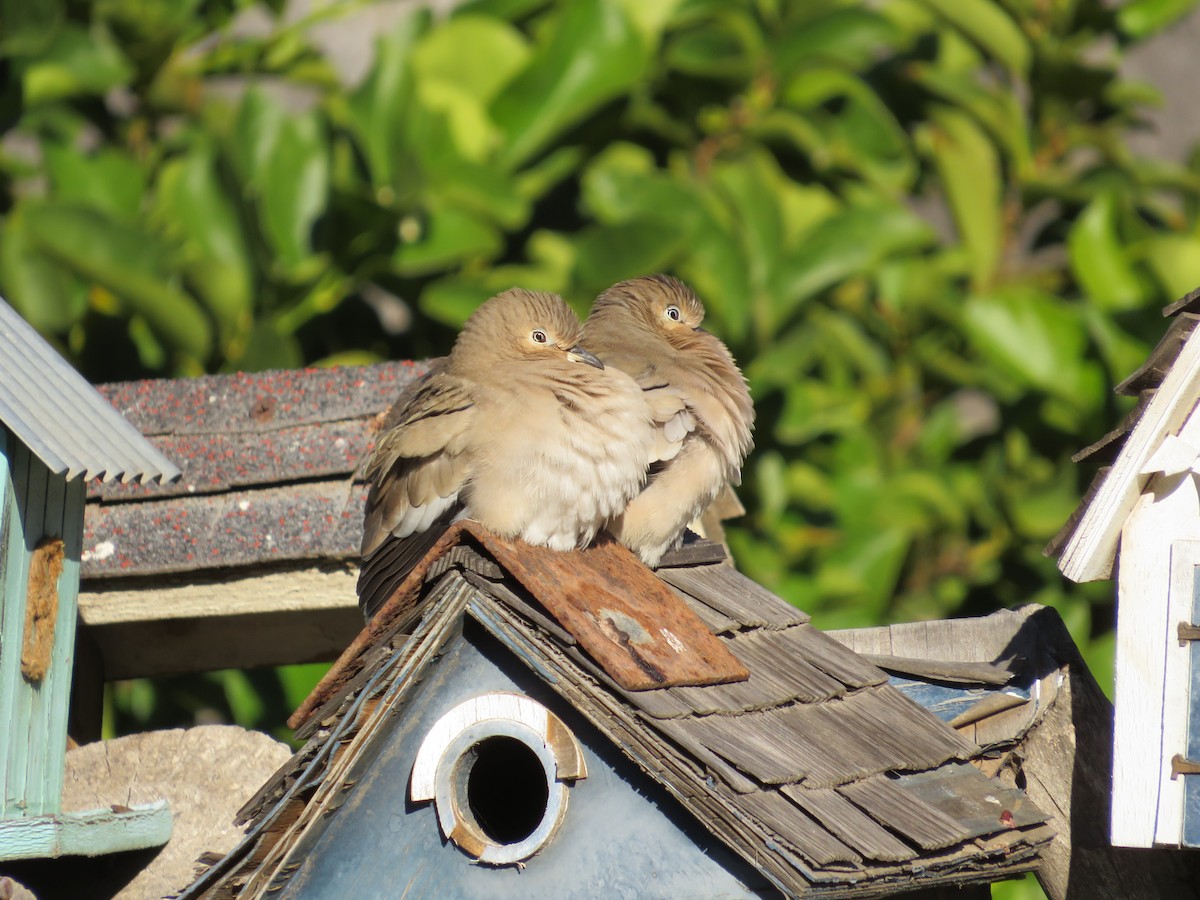 Picui Ground Dove - ML620805132