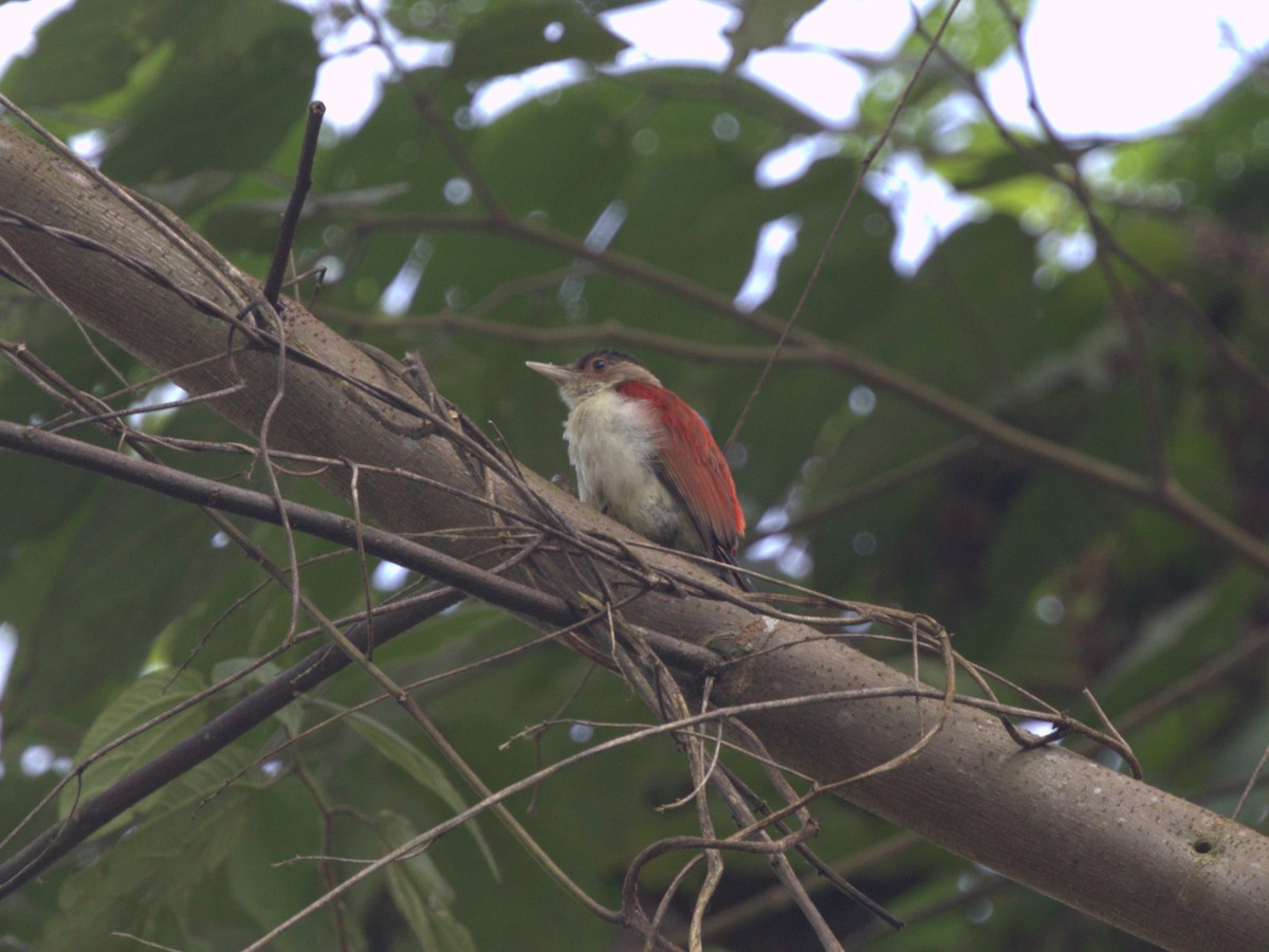 Scarlet-backed Woodpecker - ML620805133