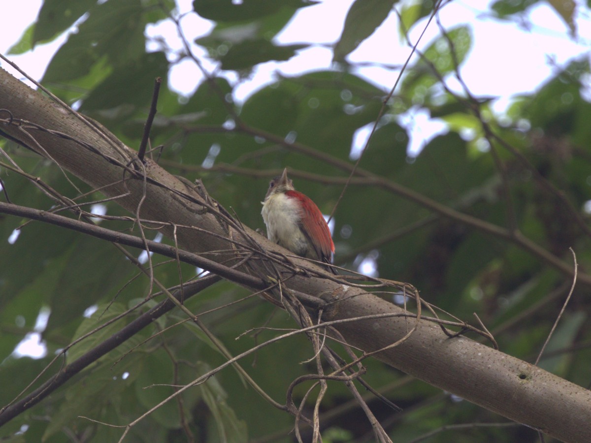 Scarlet-backed Woodpecker - ML620805151