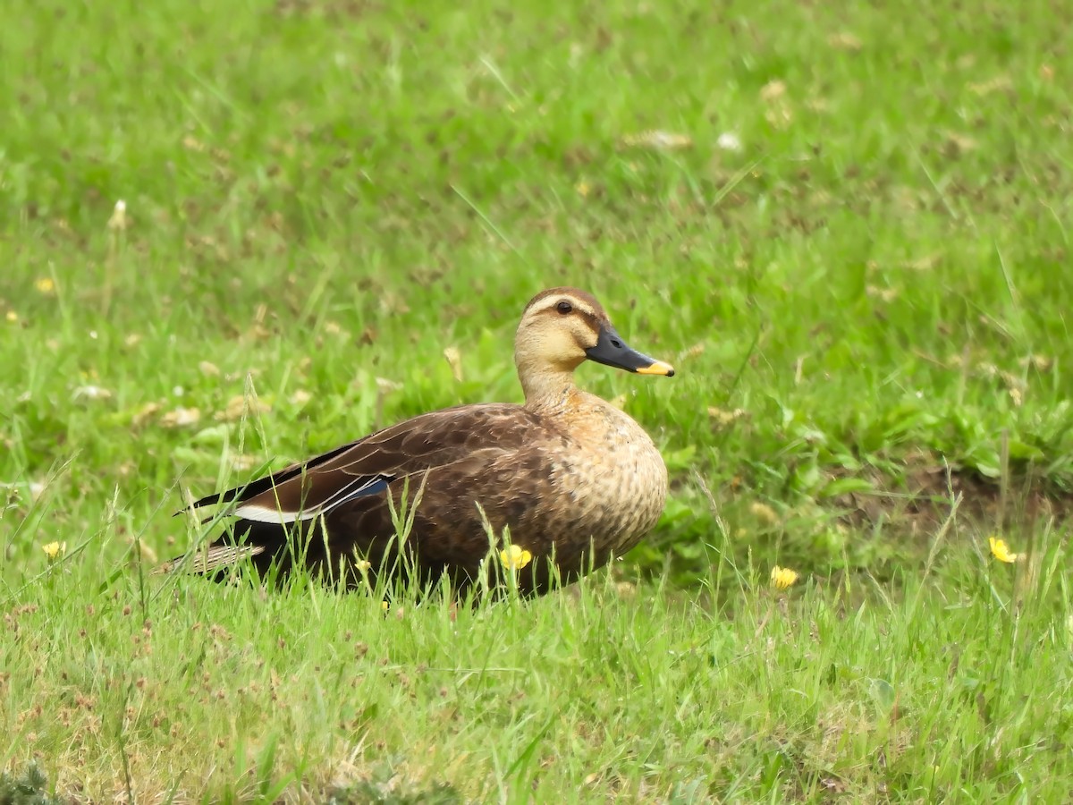 Eastern Spot-billed Duck - Shelley Rutkin