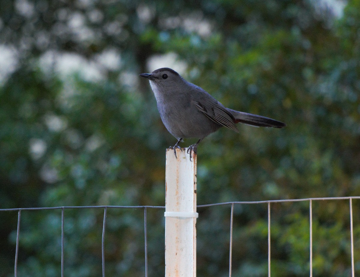 Gray Catbird - Christian Scheibe