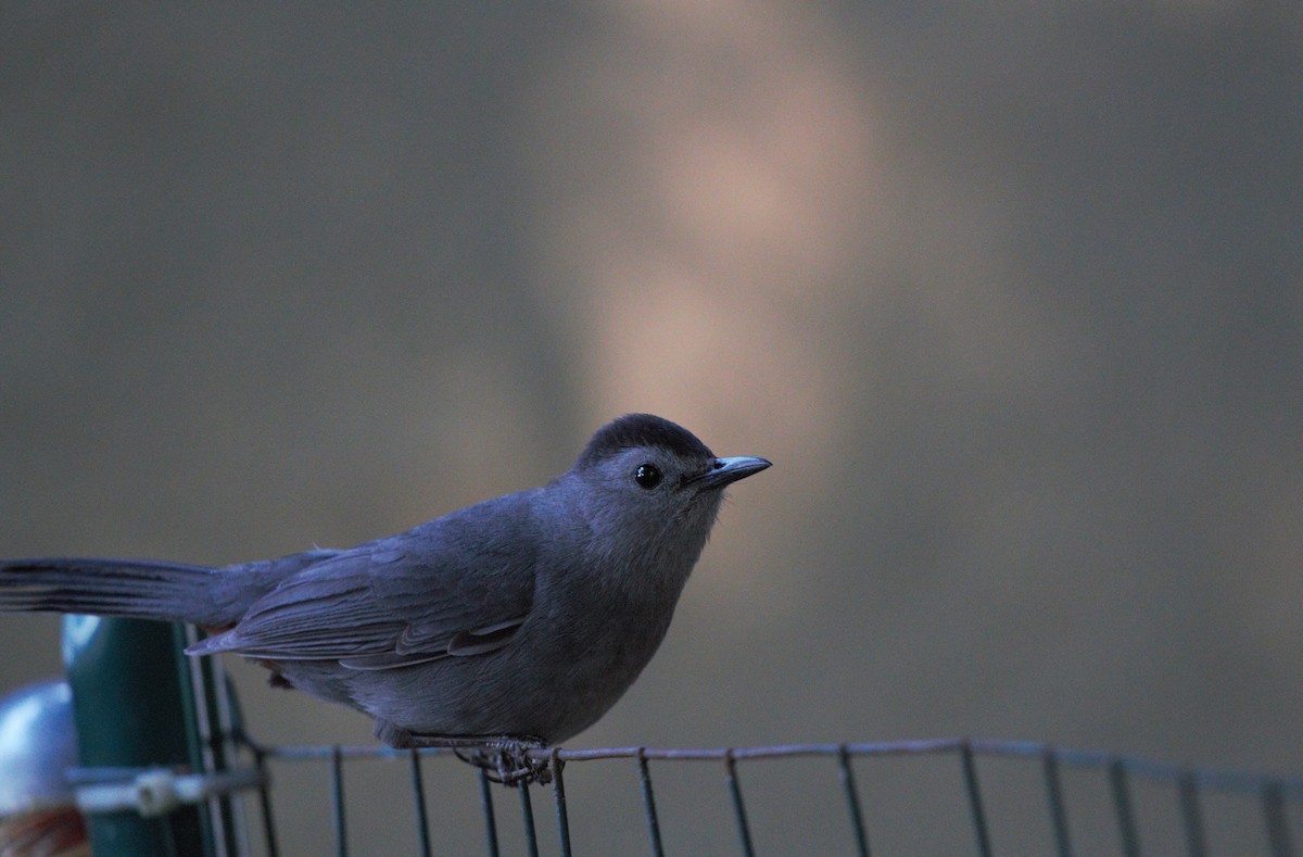 Gray Catbird - ML620805156