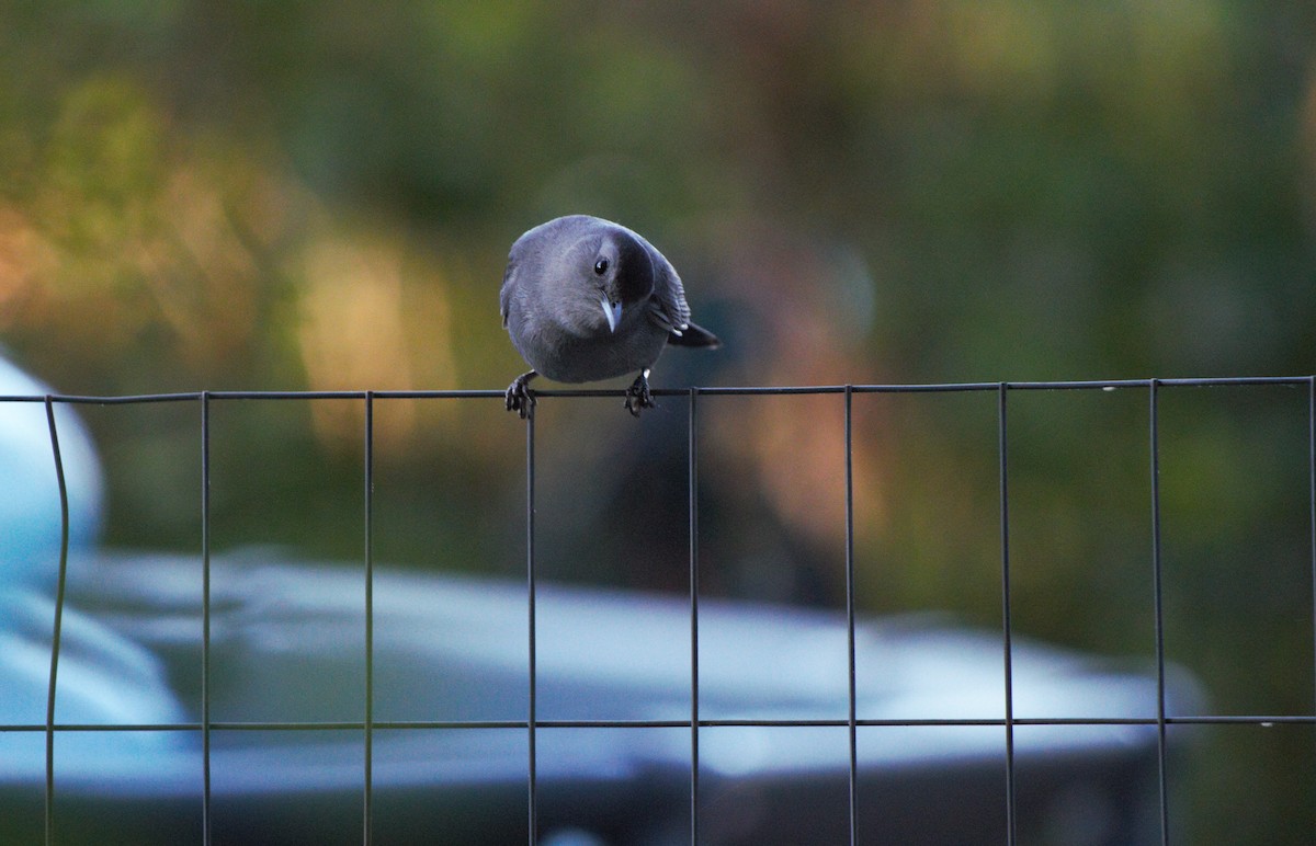 Gray Catbird - ML620805157