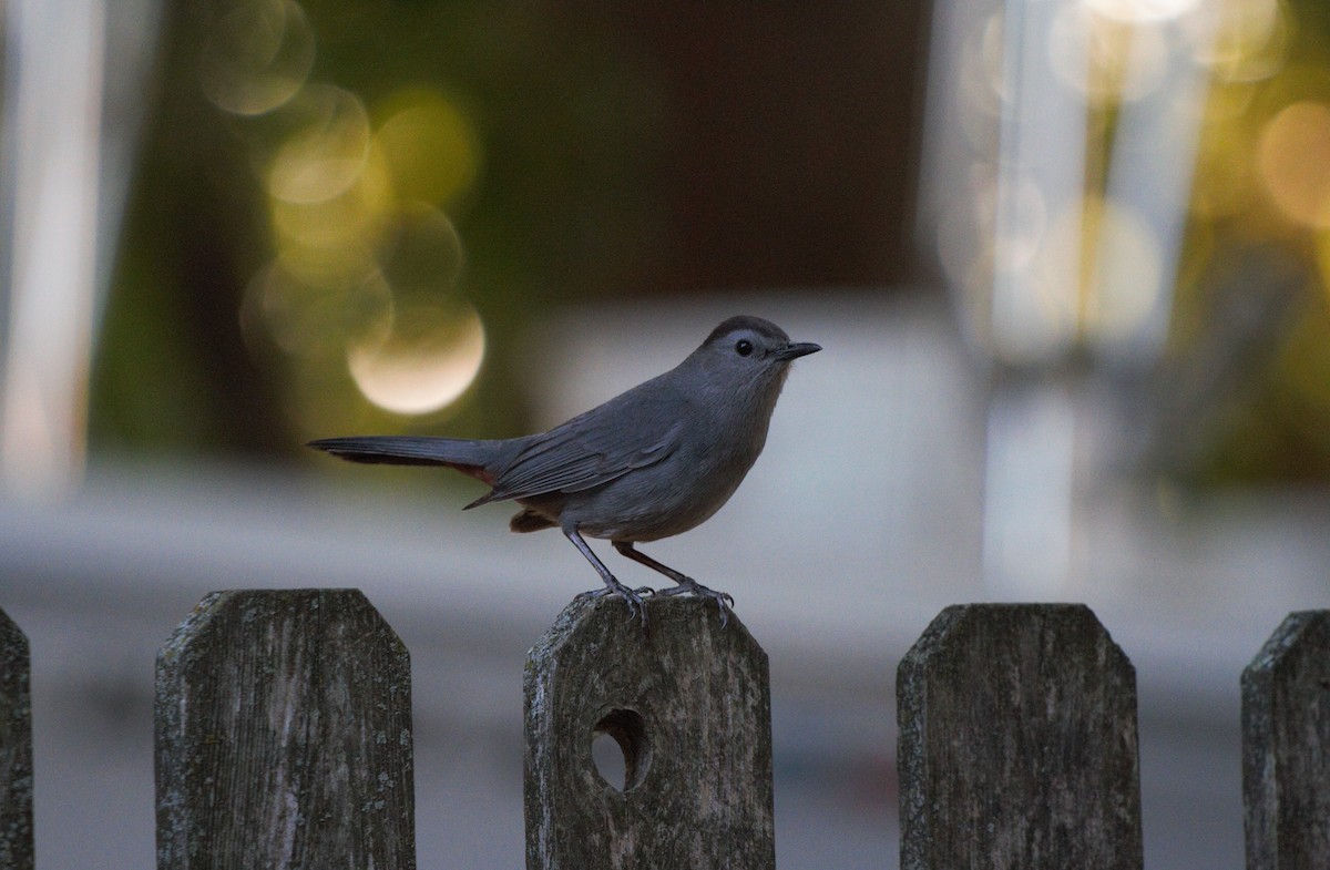 Gray Catbird - ML620805158