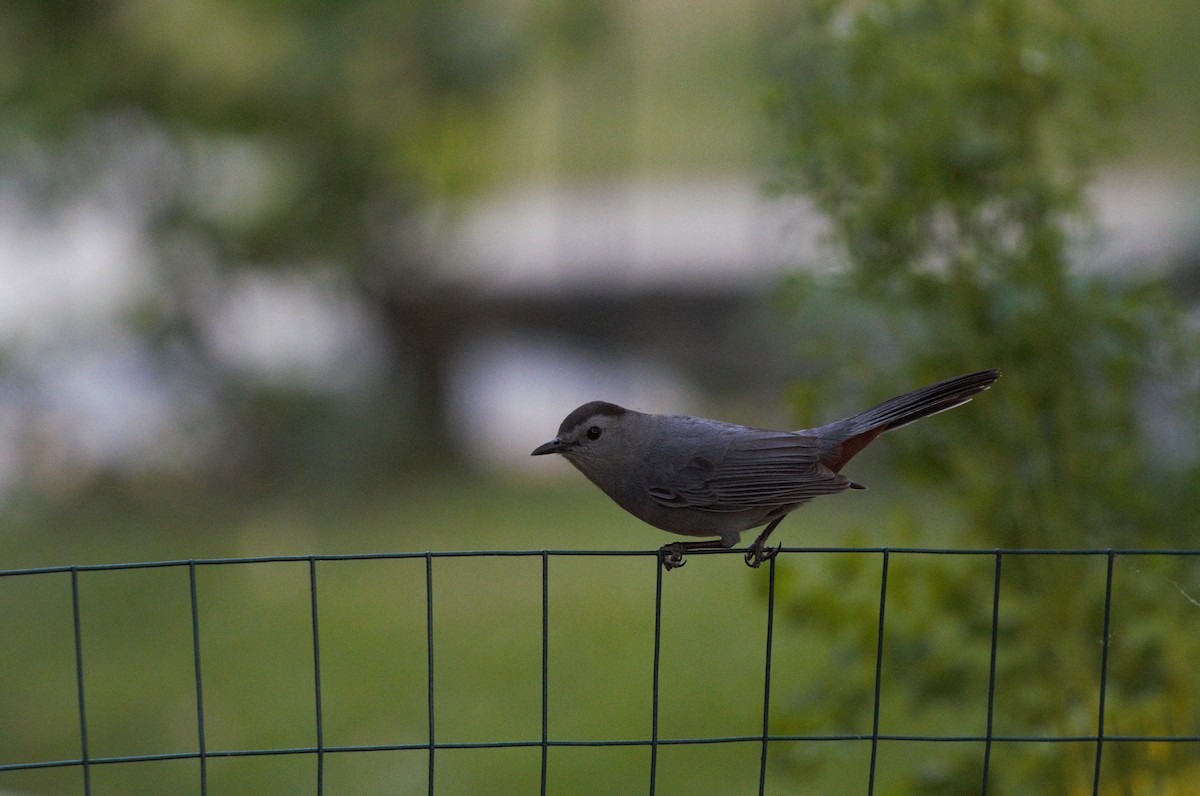 Gray Catbird - ML620805159