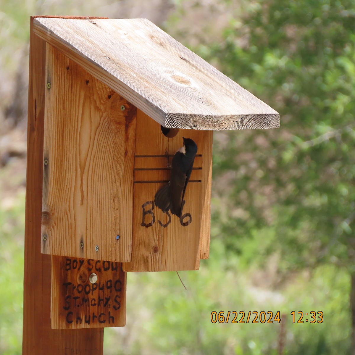 Golondrina Bicolor - ML620805161