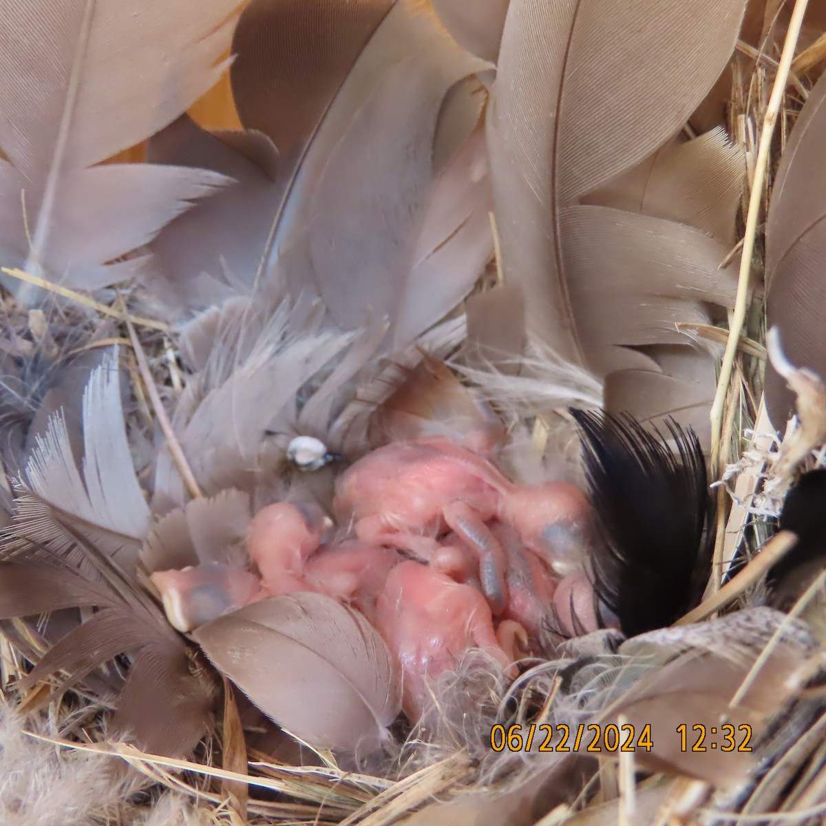 Golondrina Bicolor - ML620805162