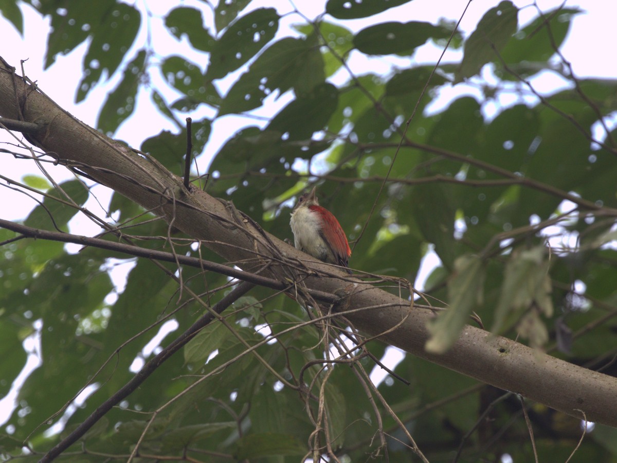 Scarlet-backed Woodpecker - ML620805163