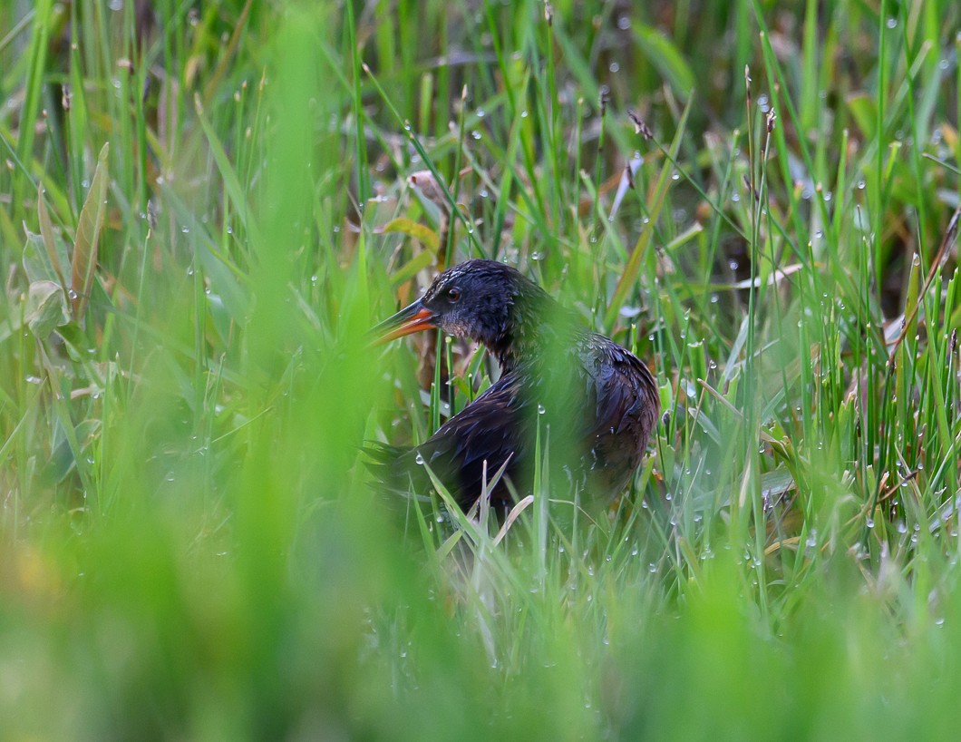 Virginia Rail - ML620805164