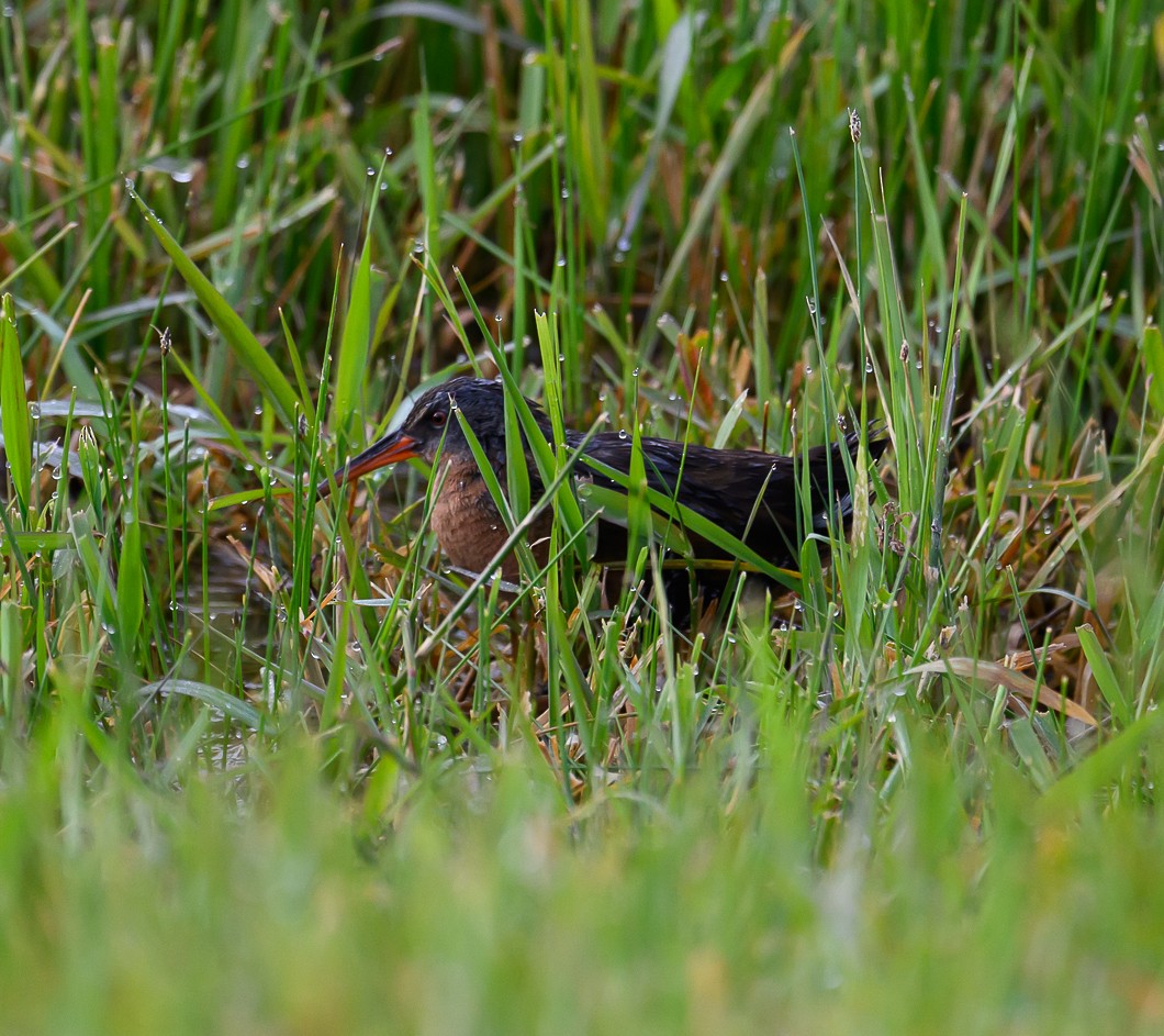 Virginia Rail - ML620805165