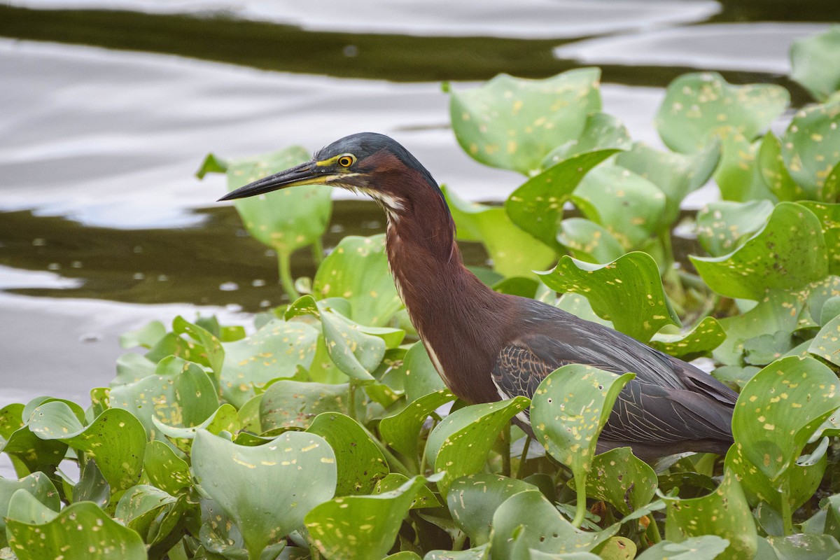 Green Heron - ML620805168