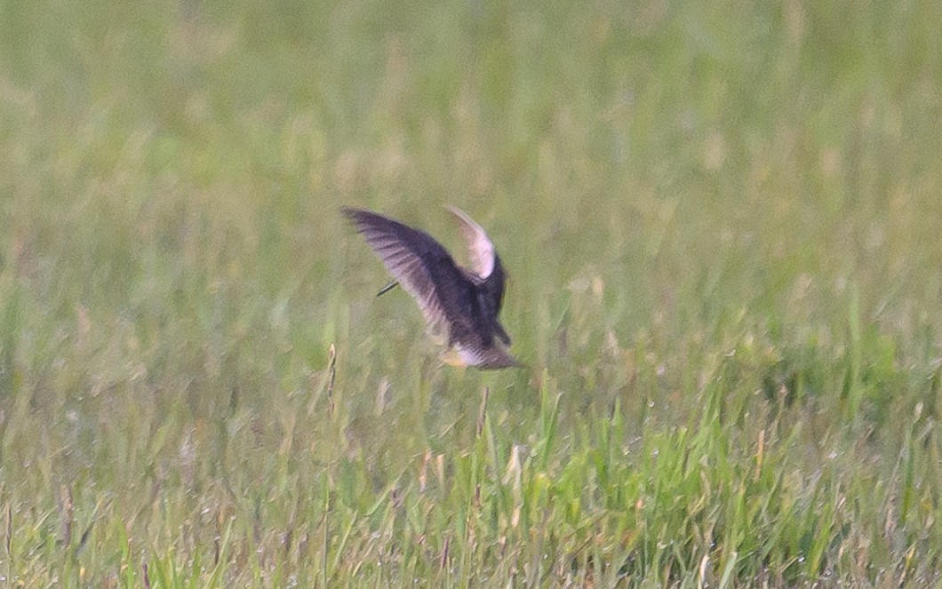 Wilson's Snipe - ML620805171