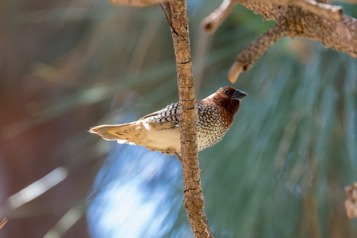 Scaly-breasted Munia - ML620805173