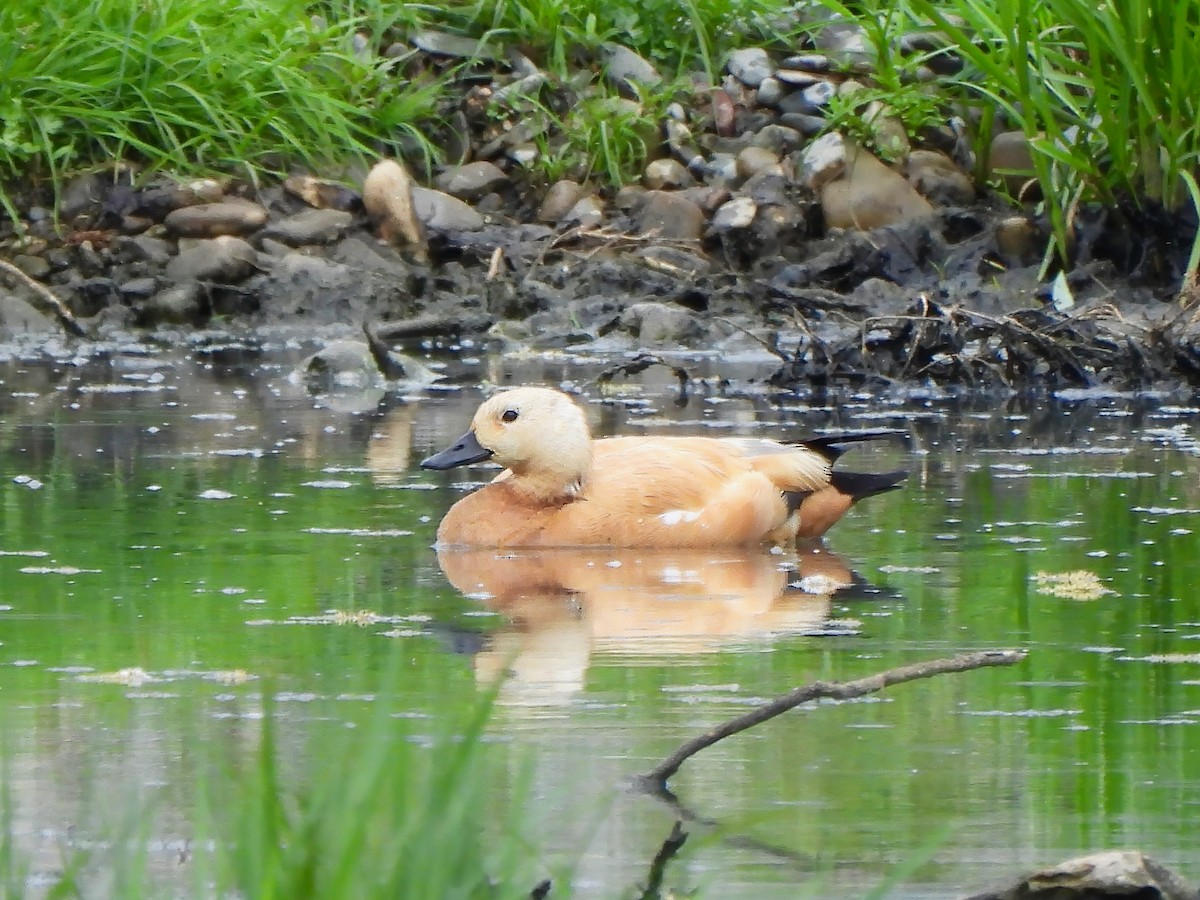 Ruddy Shelduck - ML620805174