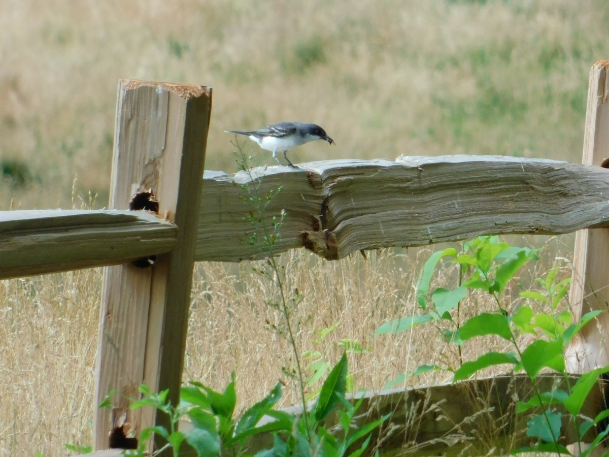 Eastern Kingbird - ML620805175