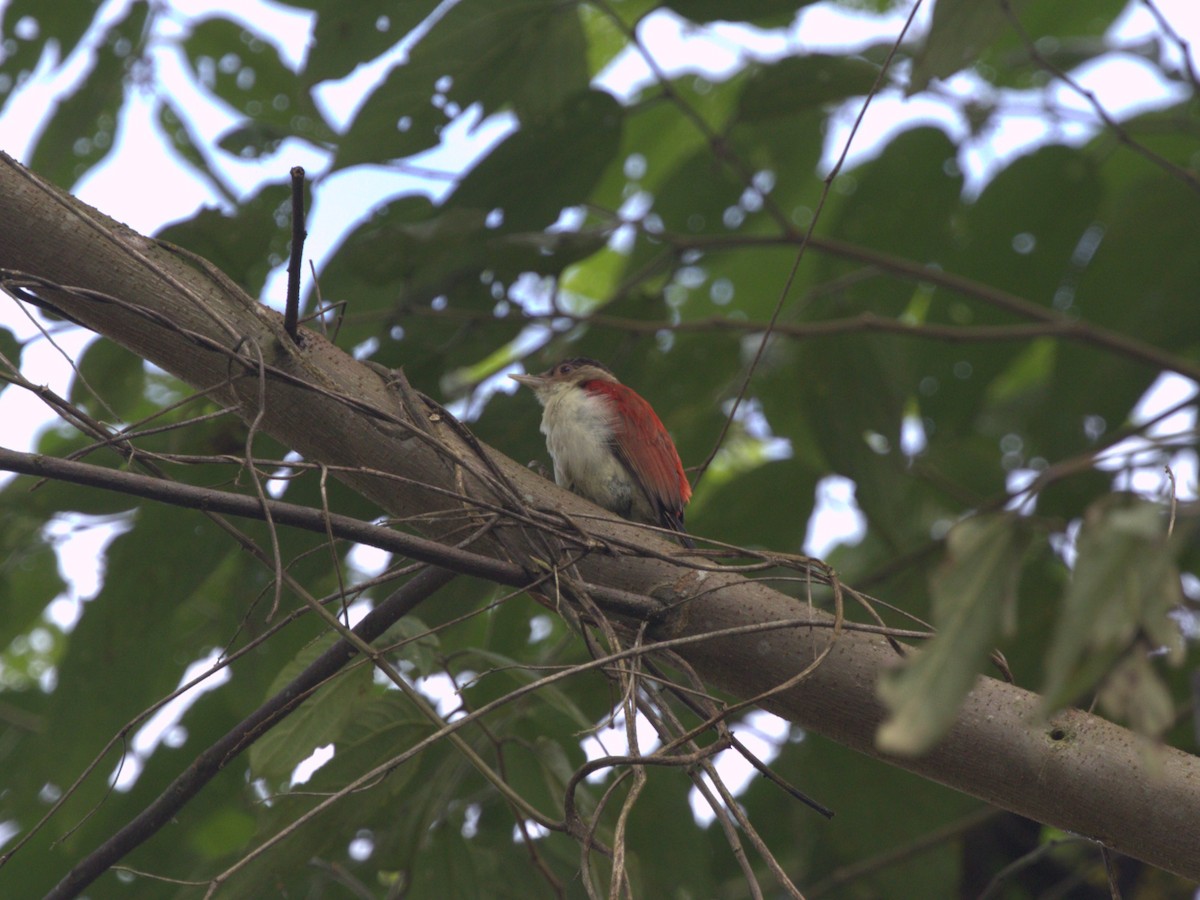 Scarlet-backed Woodpecker - ML620805176