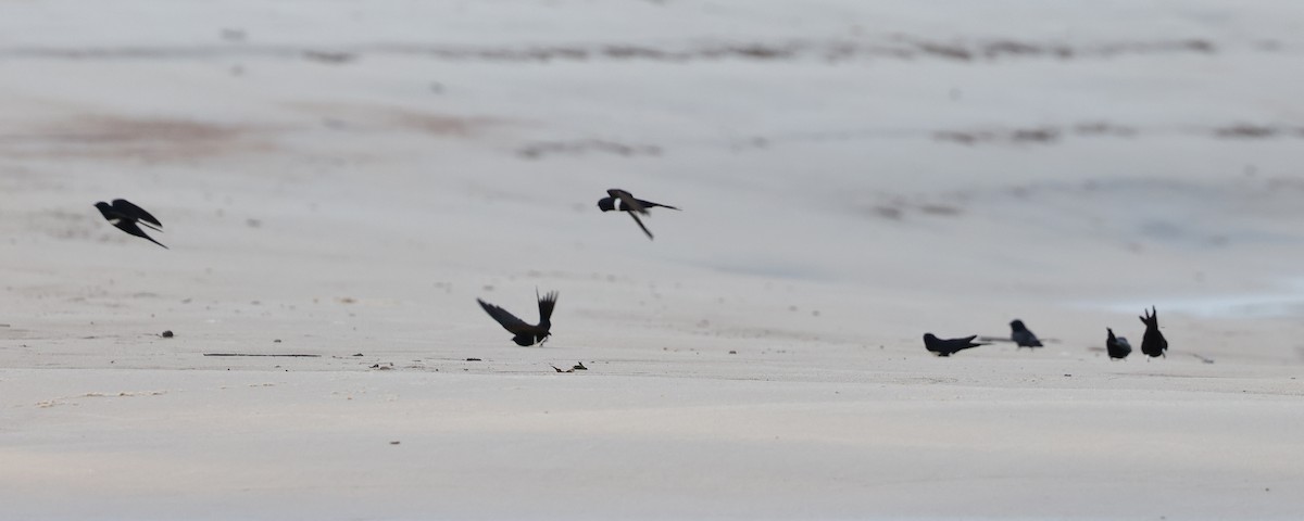 White-banded Swallow - ML620805177