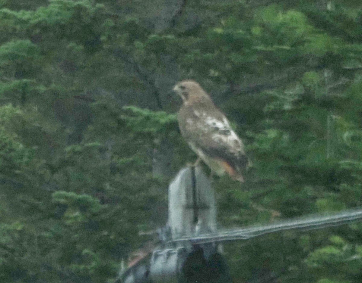 Red-tailed Hawk - ML620805178