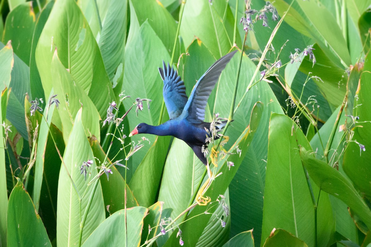 Purple Gallinule - ML620805179