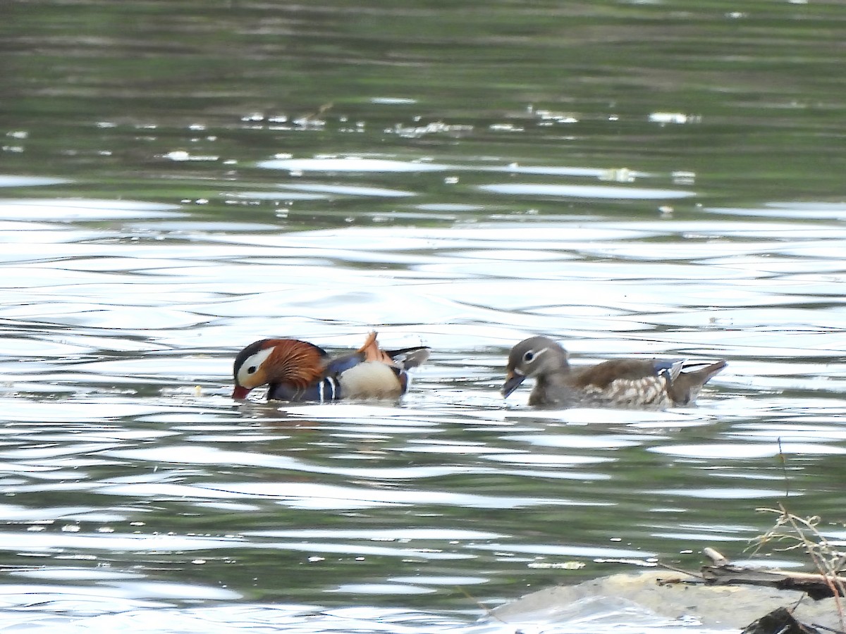 Mandarin Duck - ML620805180