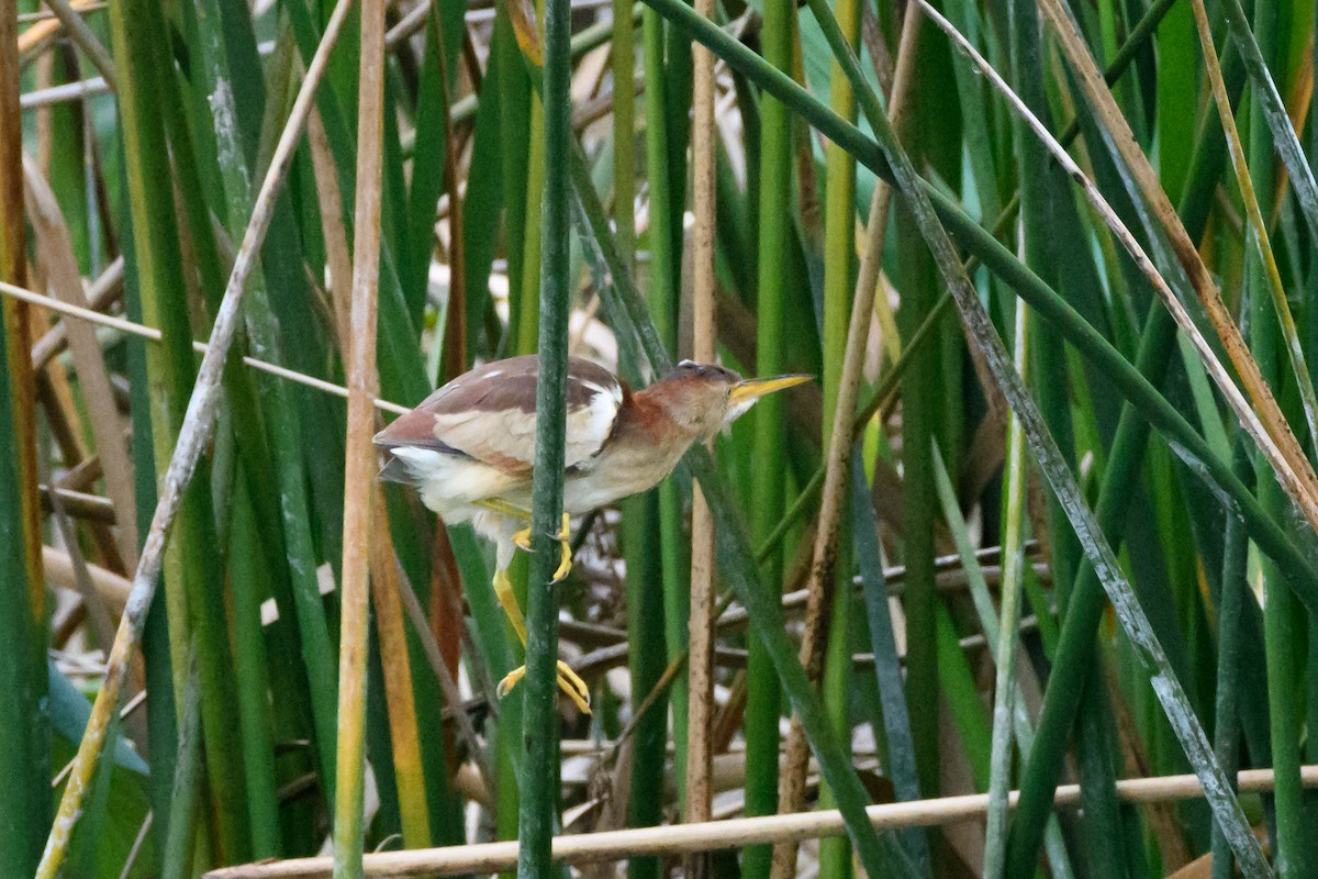 Least Bittern - ML620805181