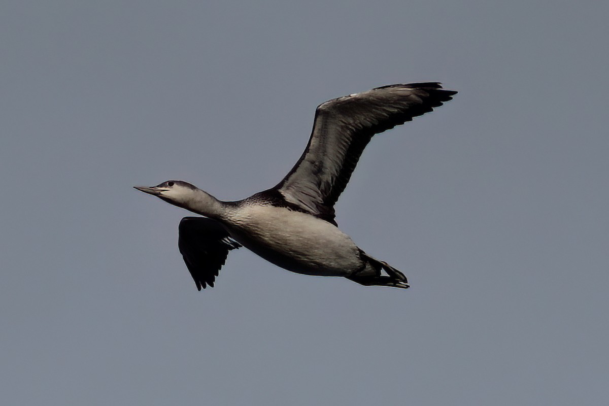 Red-throated Loon - ML620805183