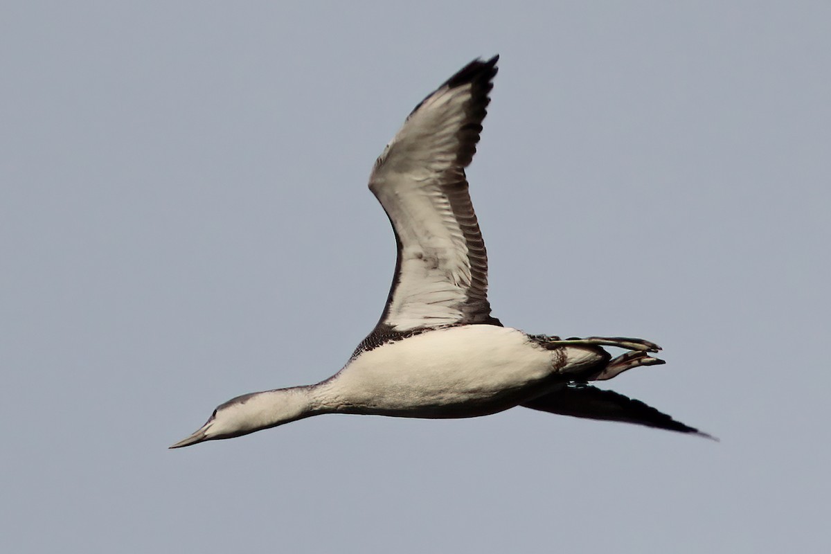 Red-throated Loon - ML620805184