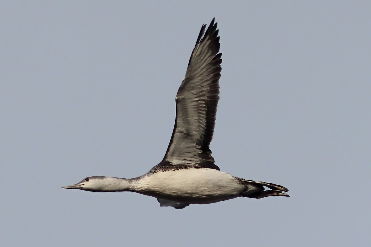 Red-throated Loon - ML620805185