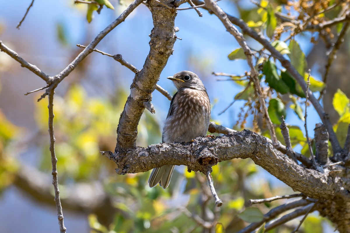 Western Bluebird - ML620805194