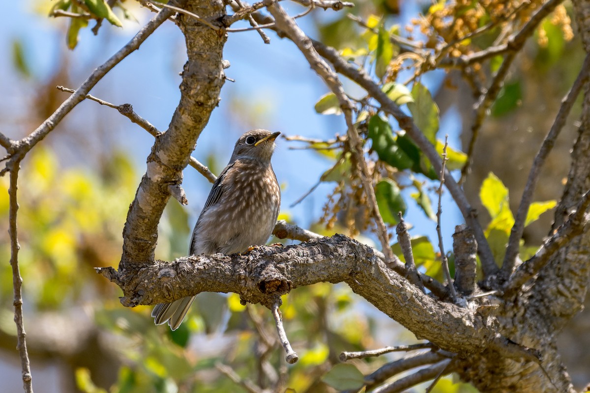 Western Bluebird - Beverly Reynolds