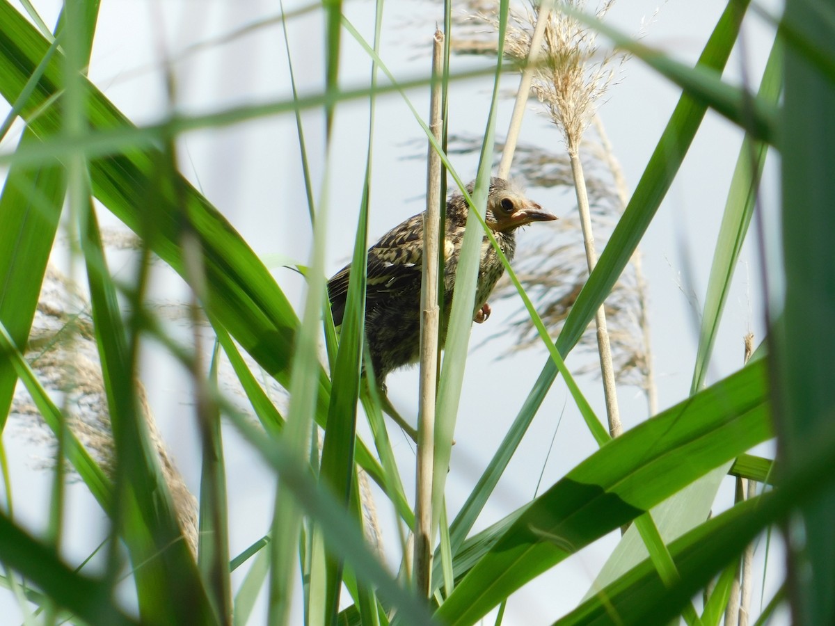 Red-winged Blackbird - ML620805197