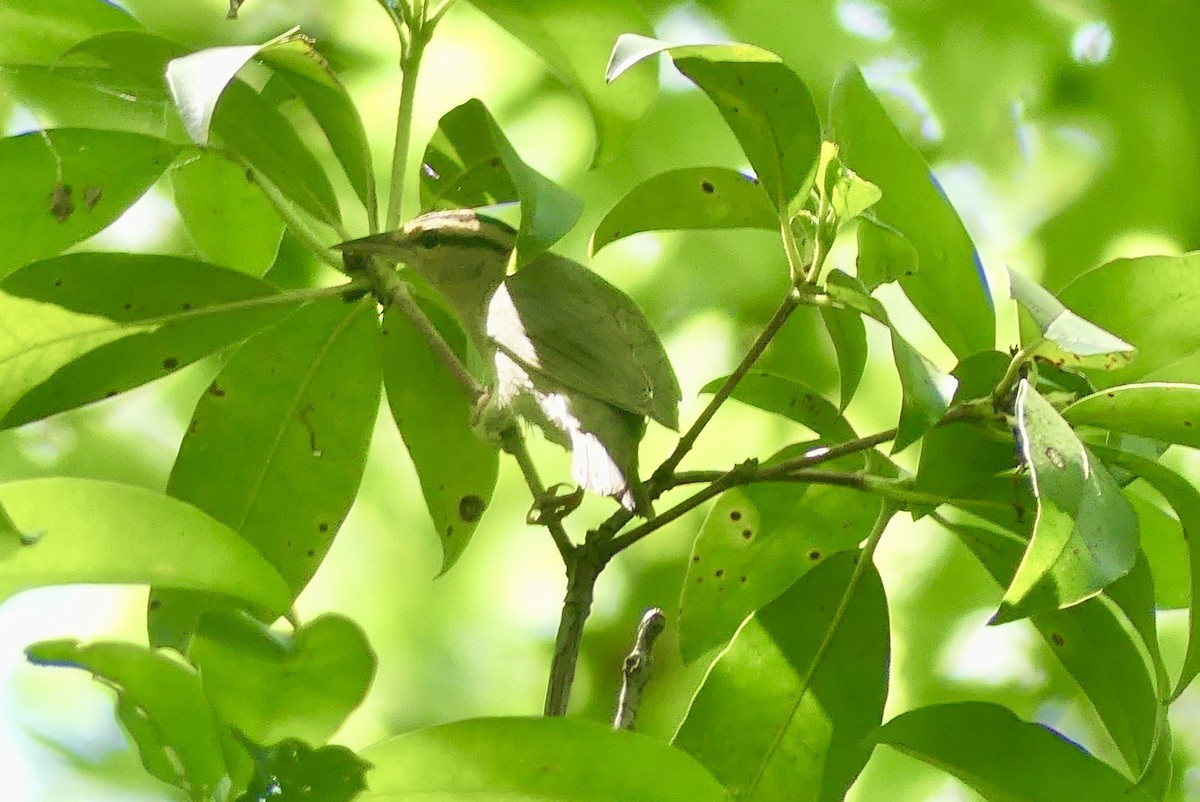 Worm-eating Warbler - ML620805201