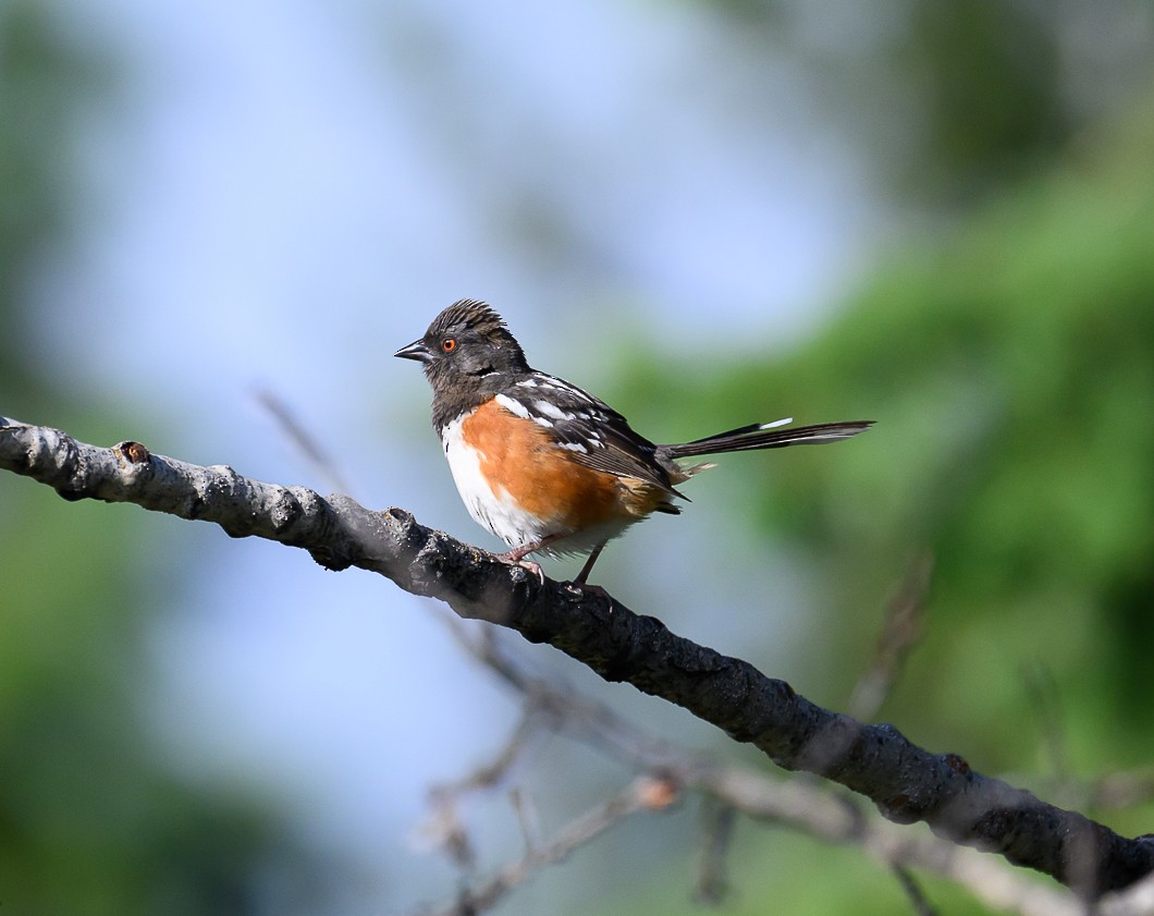 Spotted Towhee - ML620805202