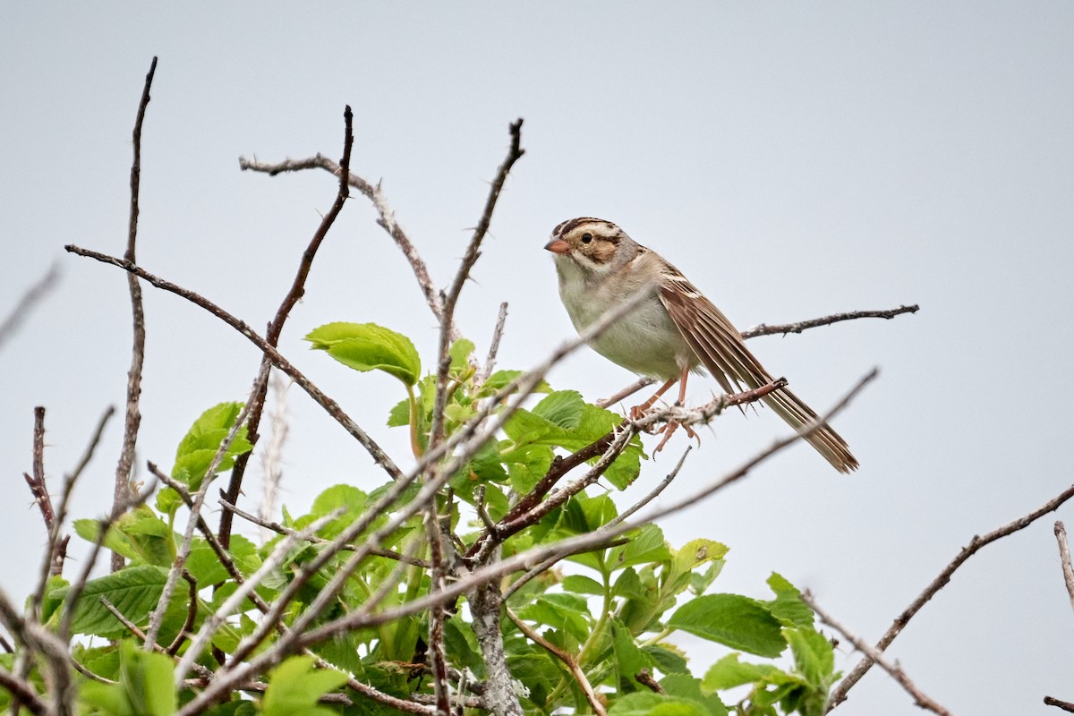 Clay-colored Sparrow - ML620805205