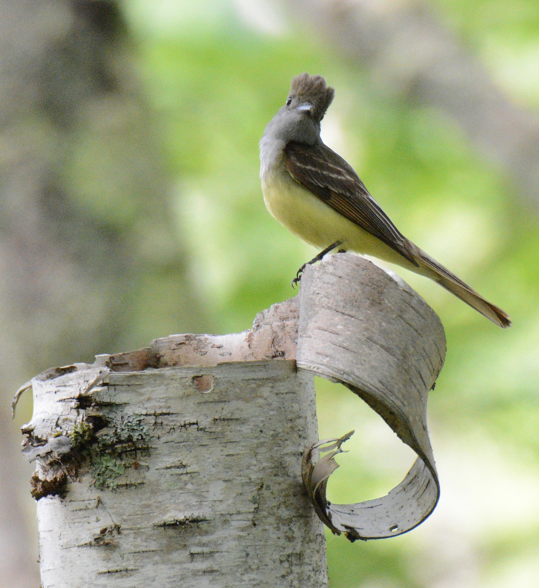 Great Crested Flycatcher - ML620805214