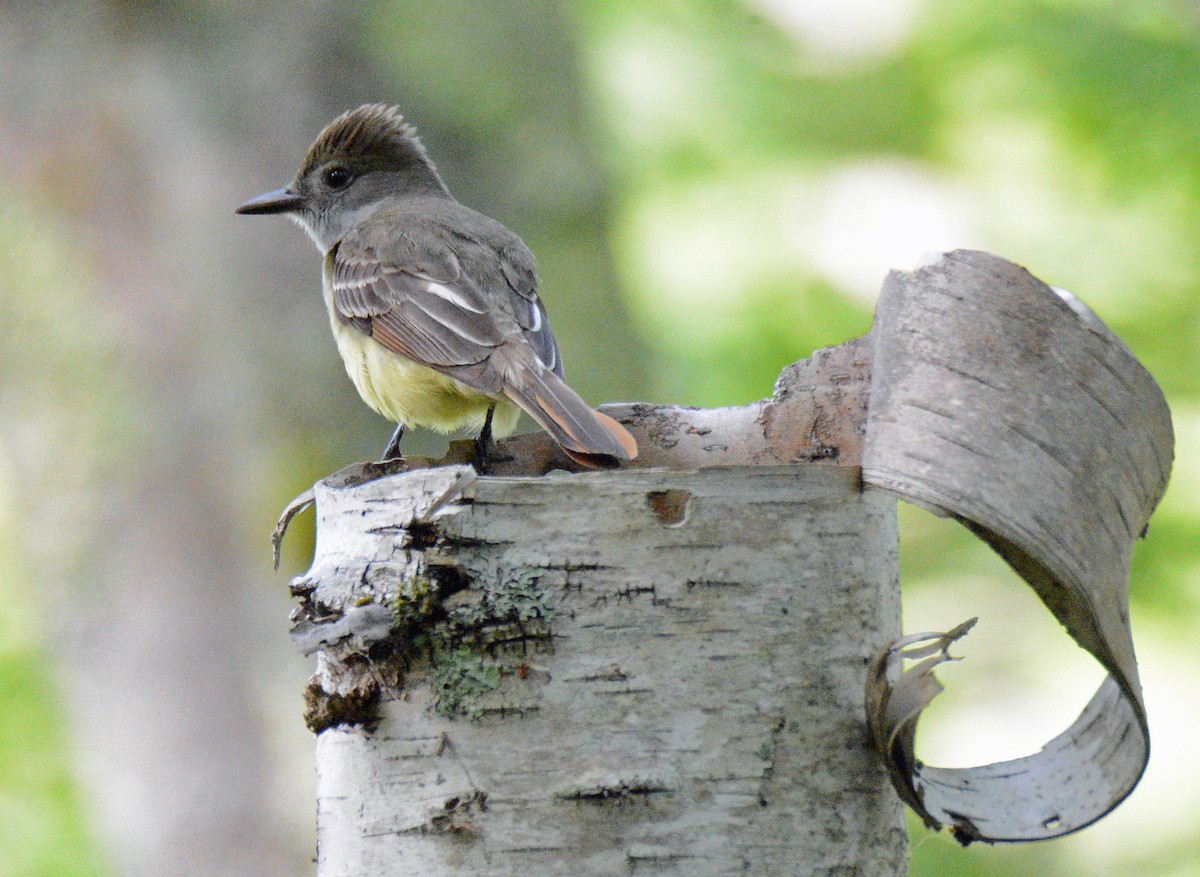 Great Crested Flycatcher - ML620805215