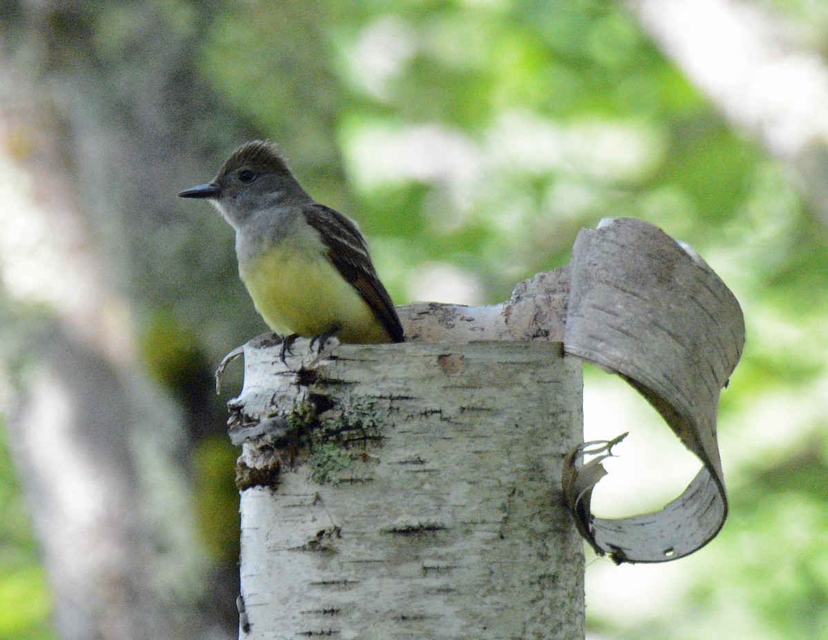 Great Crested Flycatcher - ML620805217