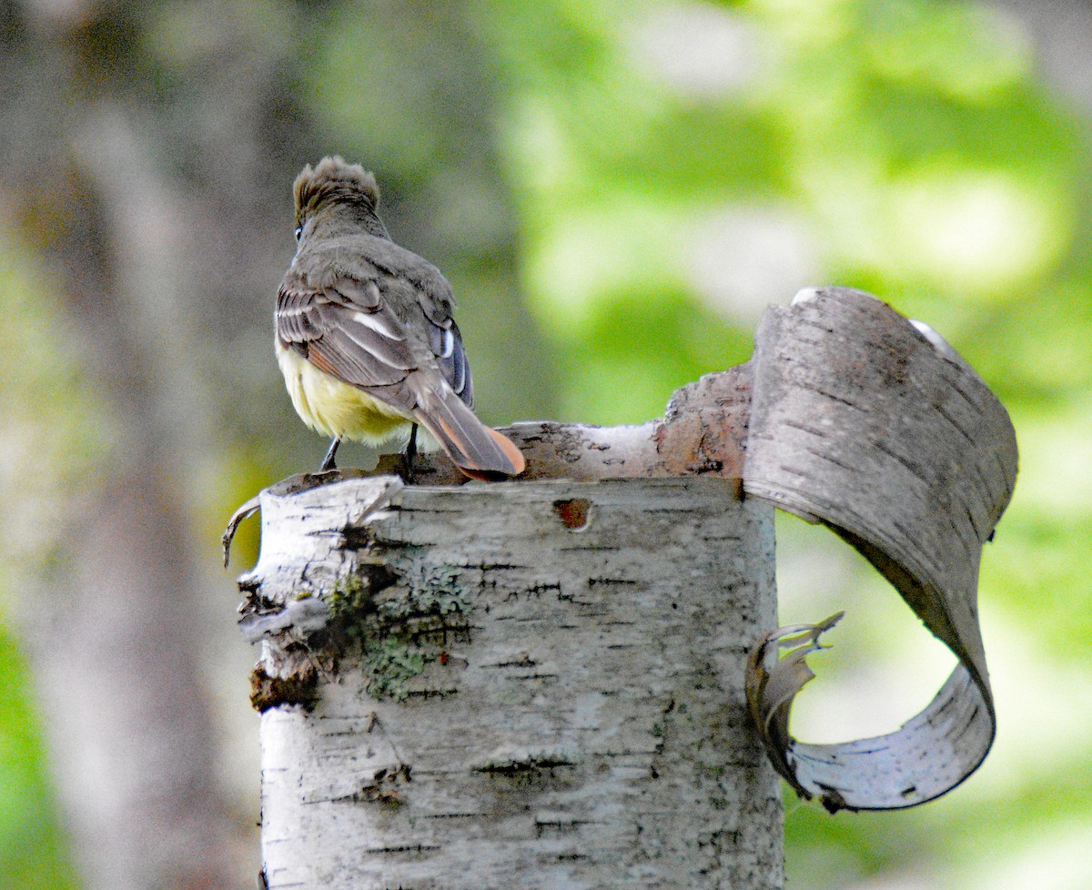 Great Crested Flycatcher - ML620805218