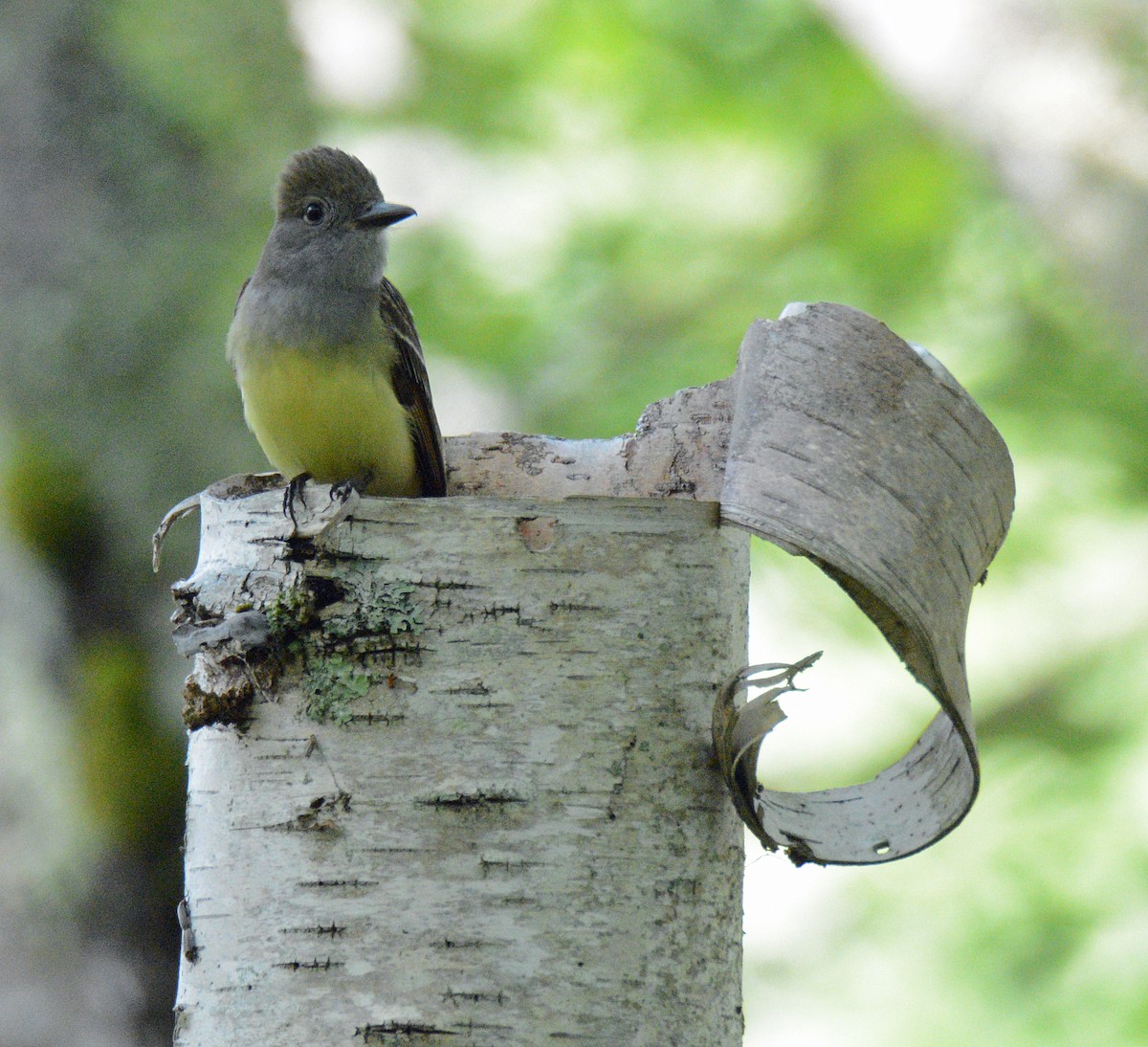 Great Crested Flycatcher - ML620805219