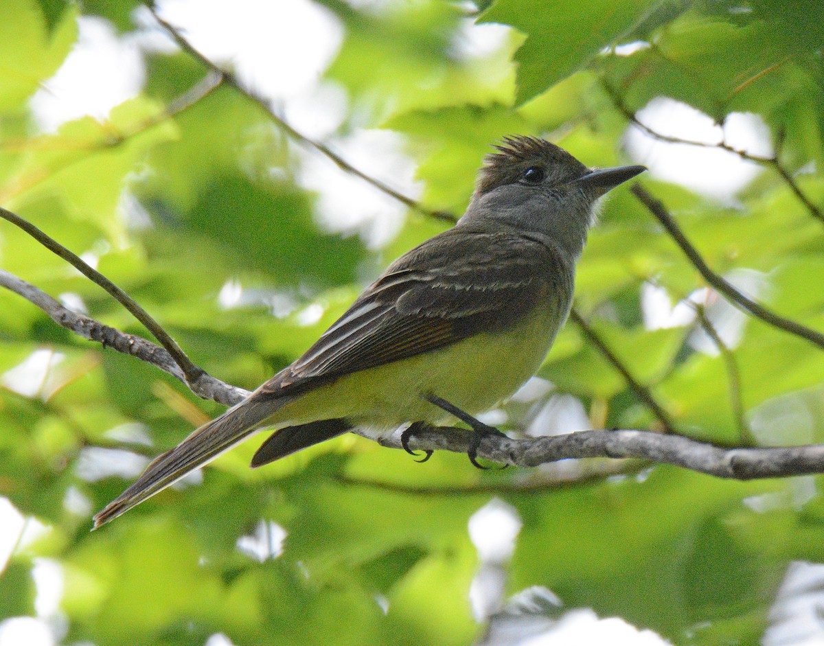 Great Crested Flycatcher - ML620805220