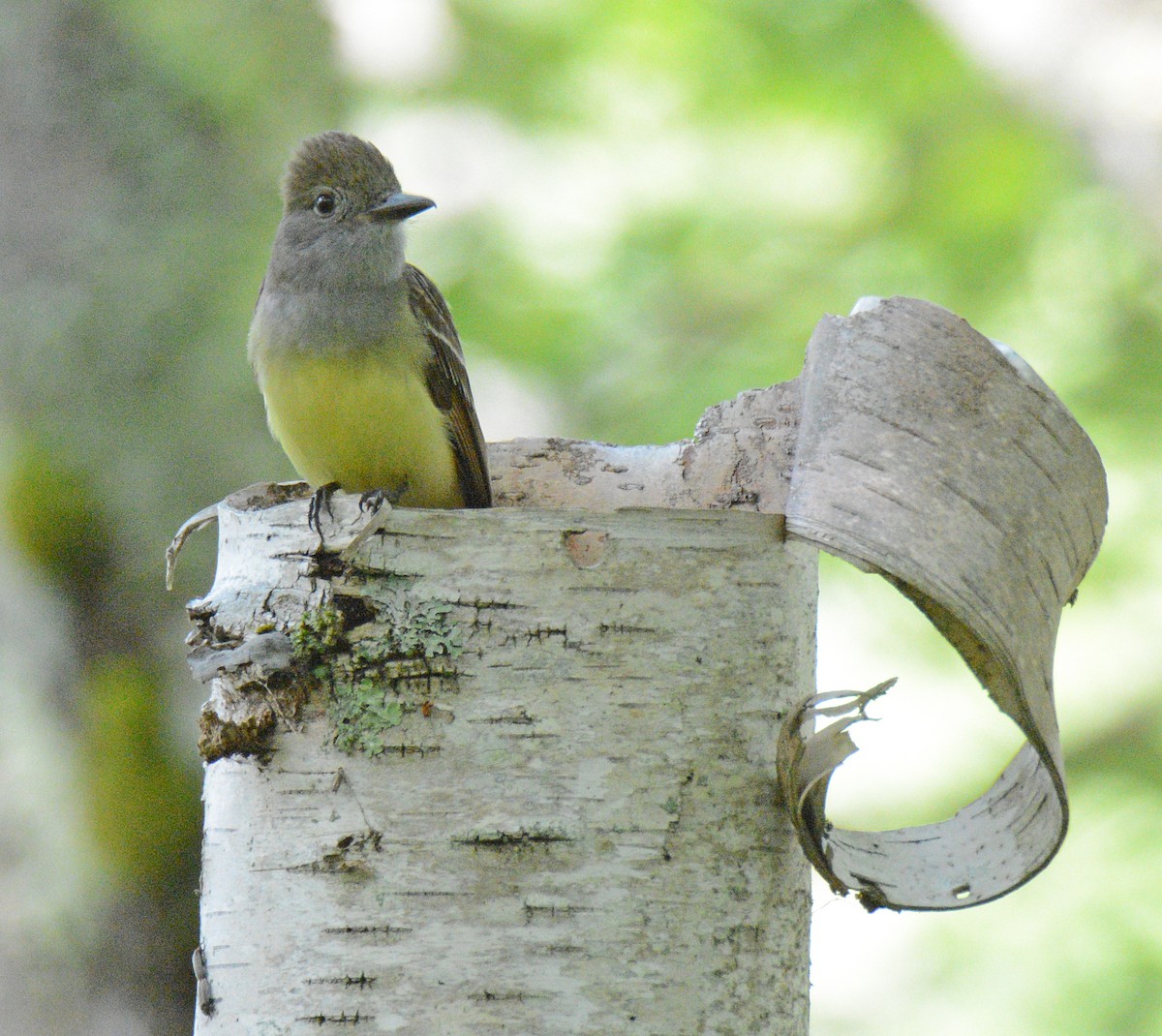 Great Crested Flycatcher - ML620805225